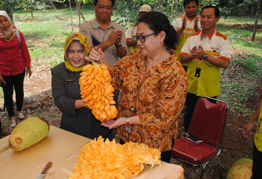 wartanusantara nangkadak o varietas unggul buah wartanusantara nangkadak o varietas unggul buah