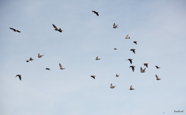 Vol d’étourneaux en migration.