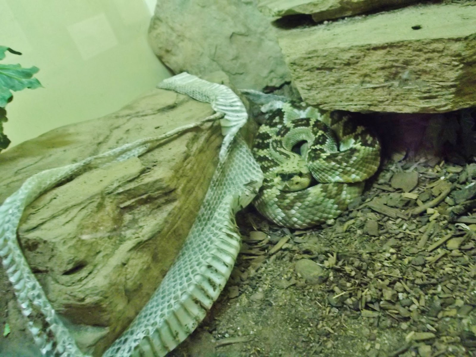 Albuquerque, NM The Rattlesnake Museum Road Pickle