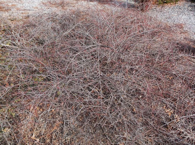 What S In Bloom December 2 31