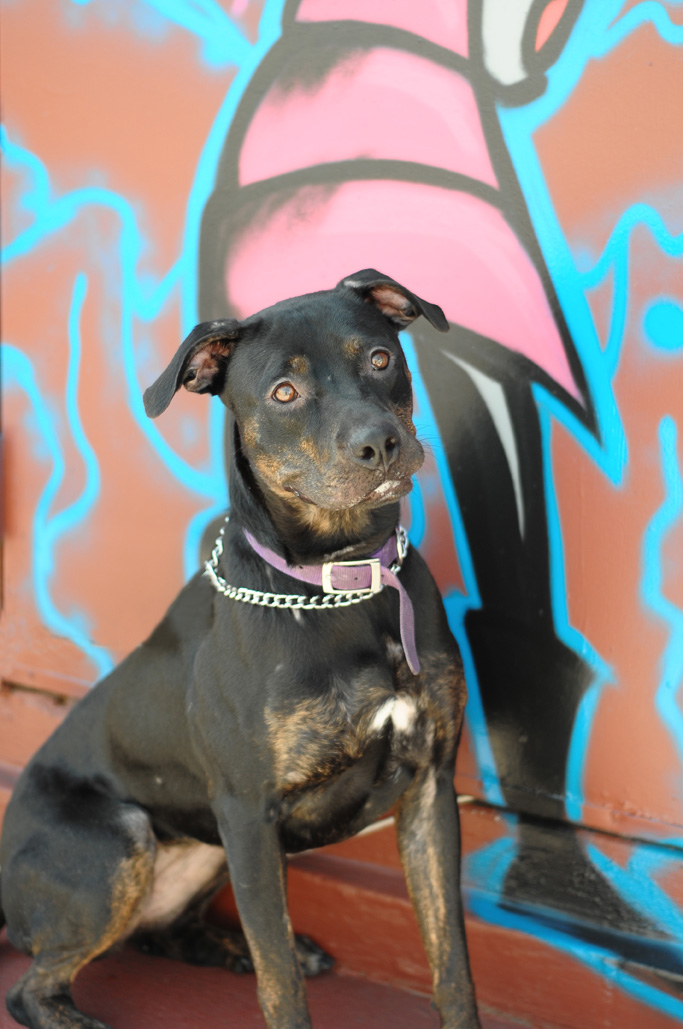 Protective Animal Welfare Society (KC PAWS) Kansas City Pets for