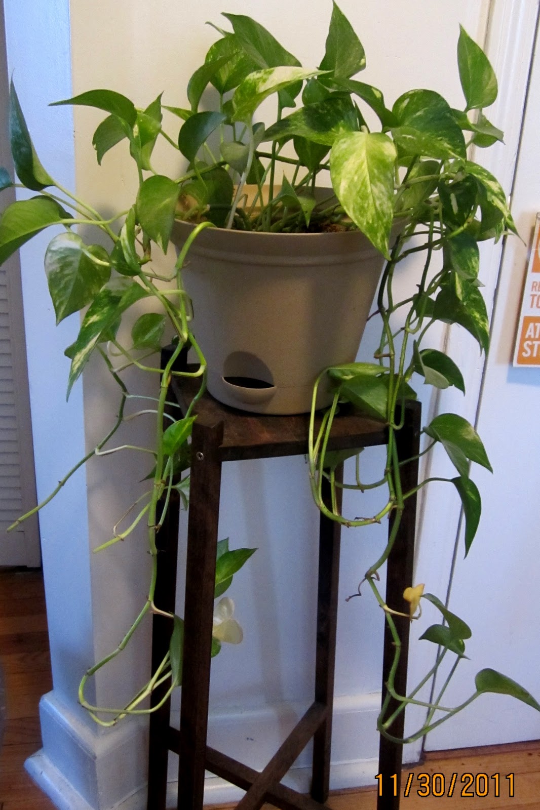 Homemade and Colorful New and Old Houseplants