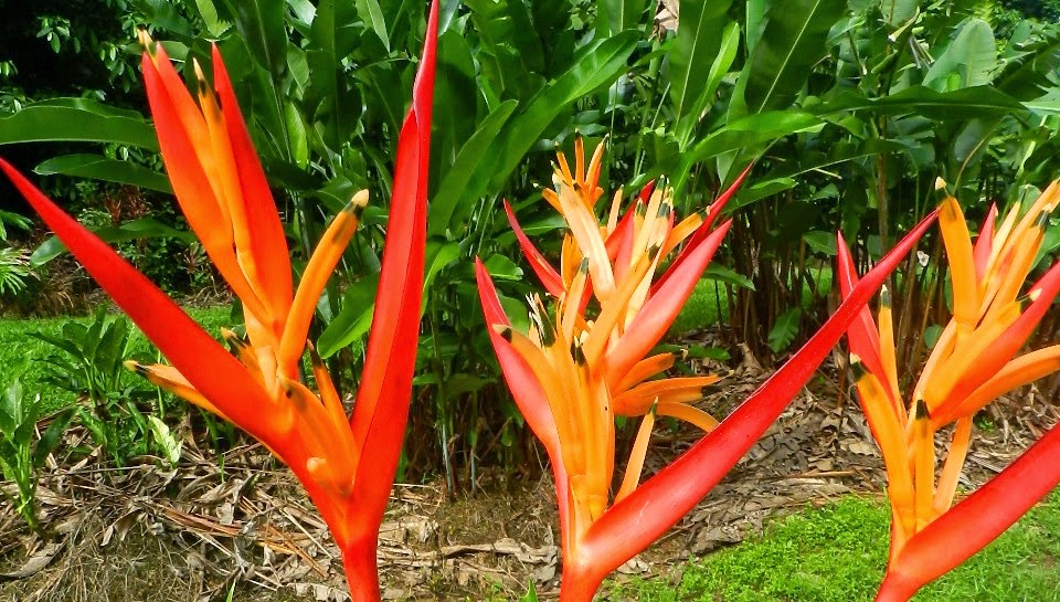 El Arish Tropical Exotics Lush Tropical Plants for Australia