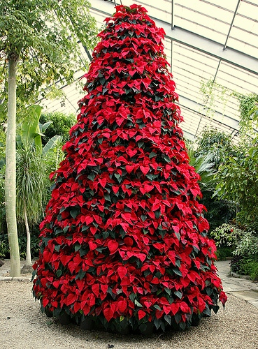 Confezione da 2 grandi 28cm fioriere IDEALE PER NATALE Stella di Natale e le piante festosa 