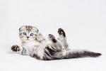 Scottish fold~~