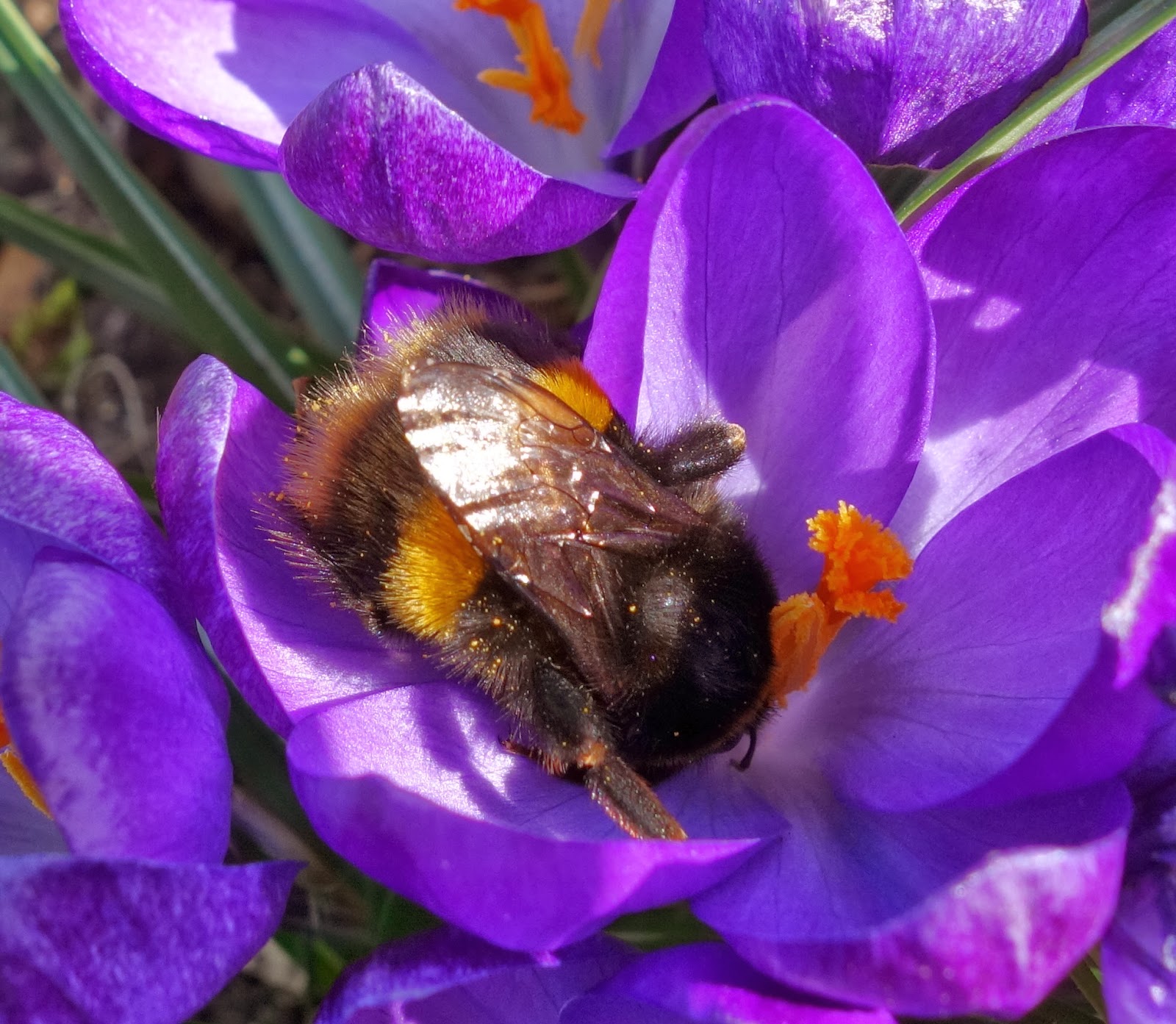 Urban Pollinators Early spring flowers for pollinators