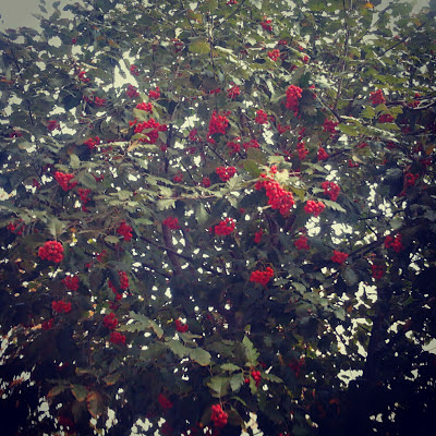 Red wild berries tree