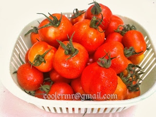 tomat hidroponik tomat hidroponik