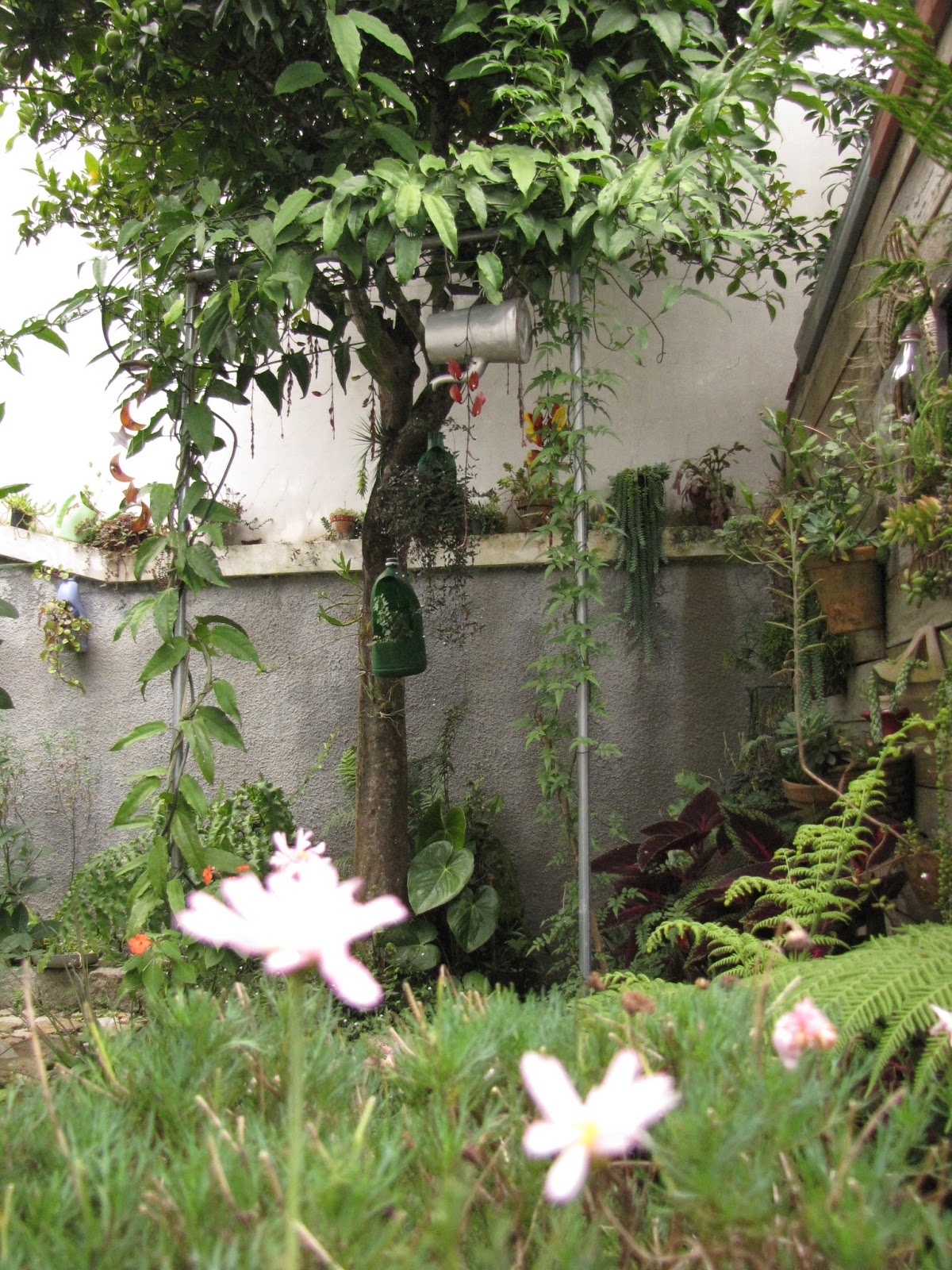 meu quintal meu jardim:tudo o que brota e floresce no meu jardim meu quintal meu jardim:tudo o que brota e floresce no meu jardim