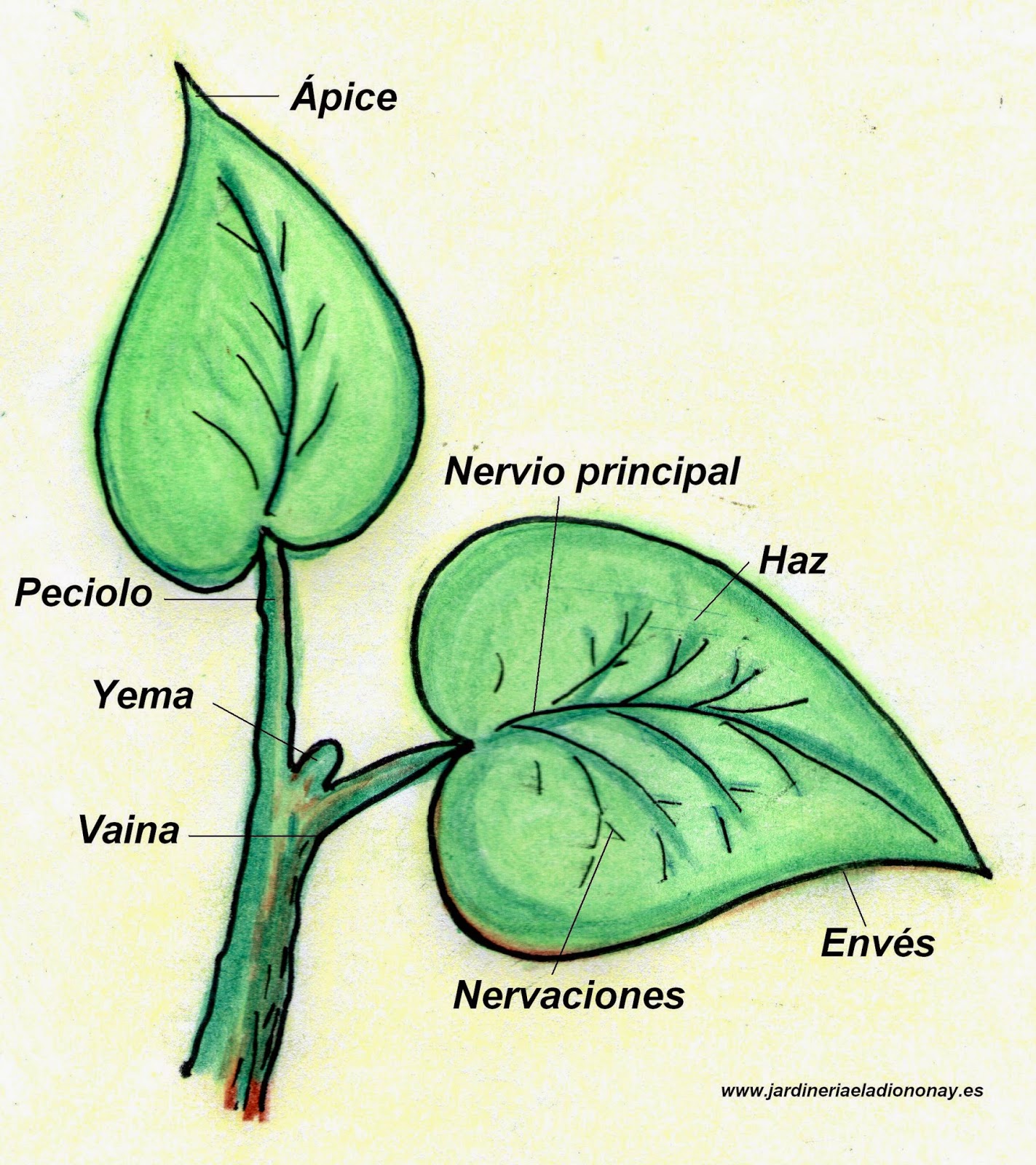La superficie aplanada, de color verde y delgada de la hoja recibe el nombre de LAMINA FOLIAR. Cada hoja puede estar formada 