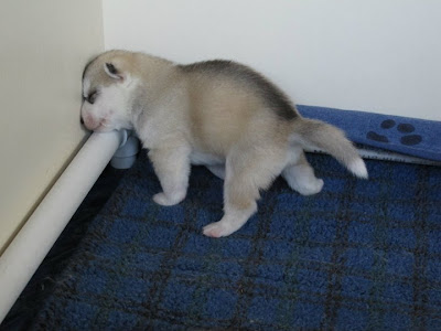 Husky puppies Seen On www.coolpicturegallery.us