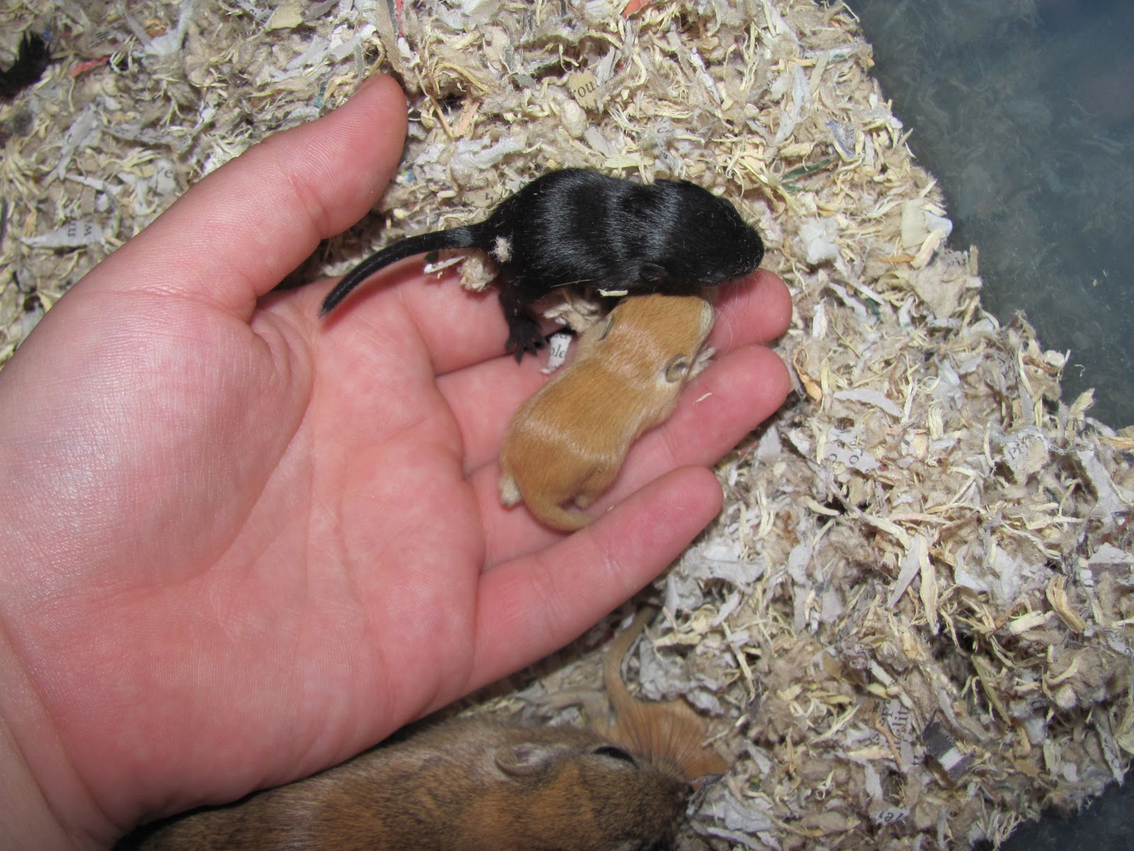Angel n' Halo's Gerbils Litters