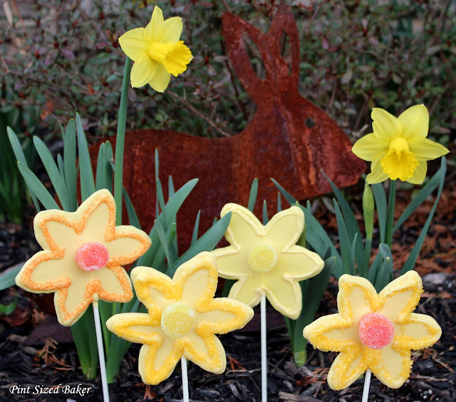 Daffodil Lollipops 6 PS+Daffodil+Lollipops+(90)