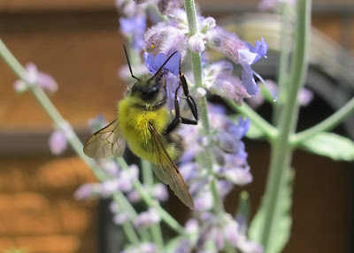 Yellow Bumblebee on Russian Sage