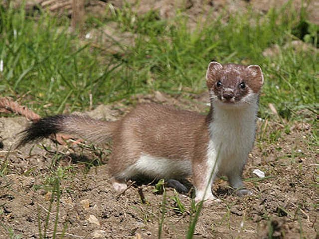 Stoat | Animal Wildlife