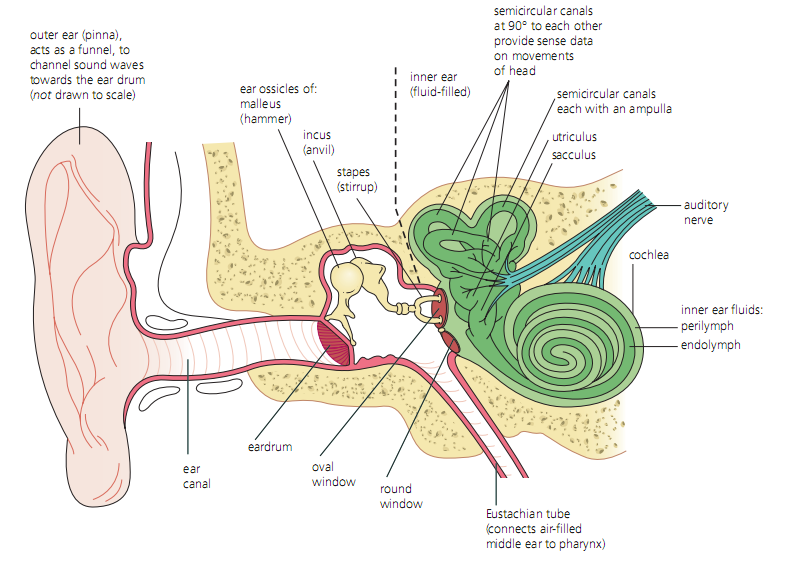 sweetibnotes Option E Neurobiology and behaviour