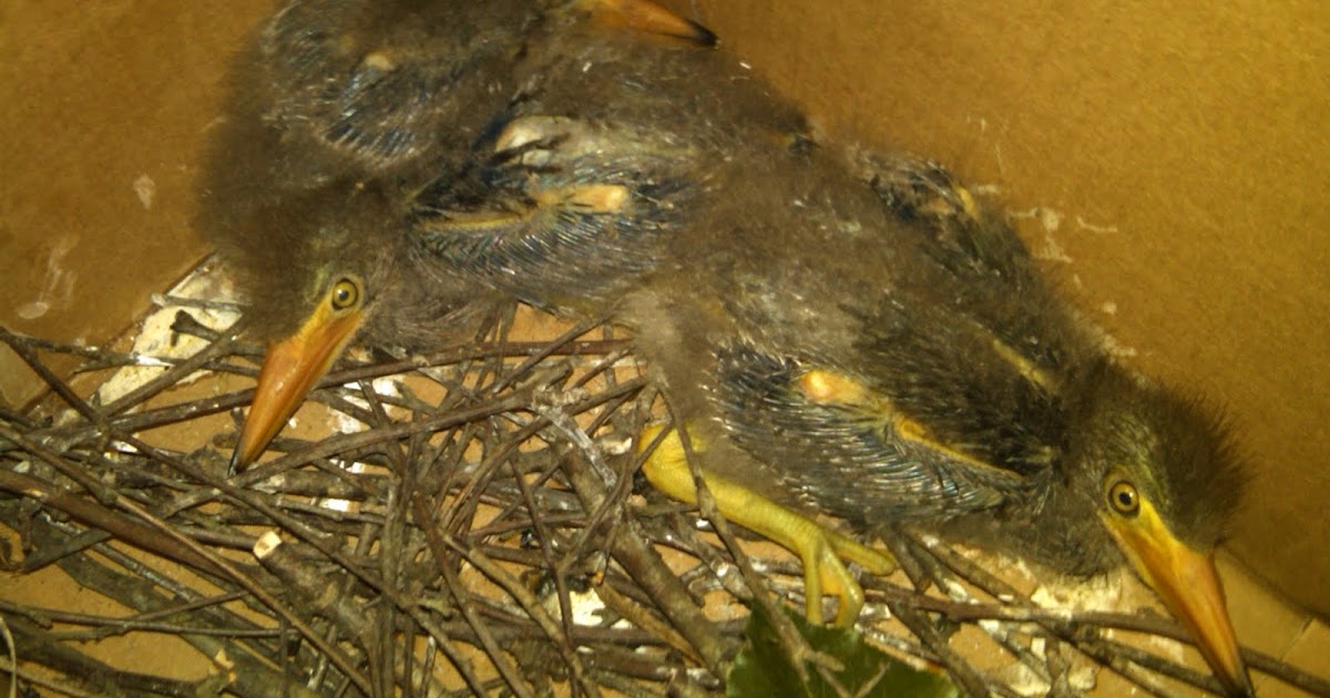 World Bird Sanctuary Helping Baby Birds