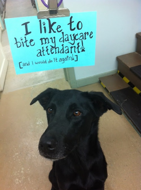 Dog Shaming - I like to bite my daycare Dog shaming, Dog Shame, Shaming Dogs, Blog Dog Shaming, Texts From Dog, Text From Dog, Texts With Dog, Dog Texts