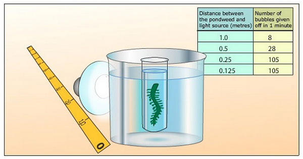 effect light intensity on photsynthesis elodea effect light intensity on photsynthesis elodea