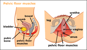 Fitness Bump Pelvic Floor Exercises And Perineal Massage