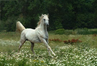 Most-Expensive-Animals-In-The-World-Wallpapers Most-Expensive-Animals-In-The-World-Wallpapers
