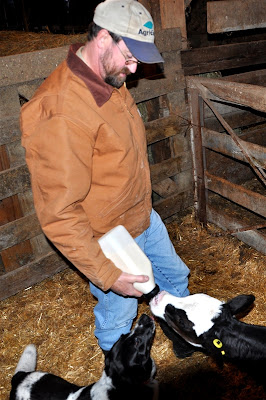 feeding calf