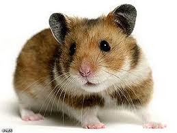 hamsterology hamster years chart