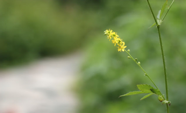 Agrimony Flowers Pictures