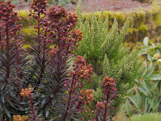 Abelias Attract Butterflies But Deter Deer And Rabbits