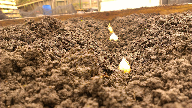 allotment blog