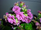 Kalanchoe blossfeldiana