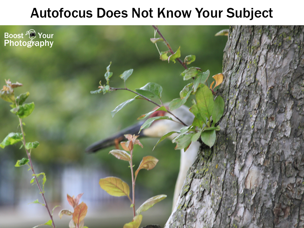 Autofocus does not know your subject | Boost Your Photography
