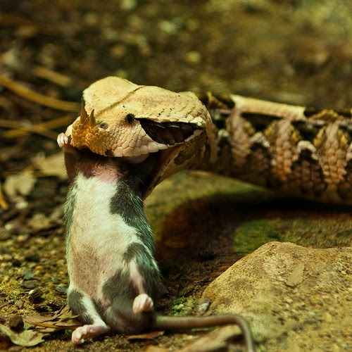 Introduction to Feeding Pet Snakes Our Pets, We Love 'Em