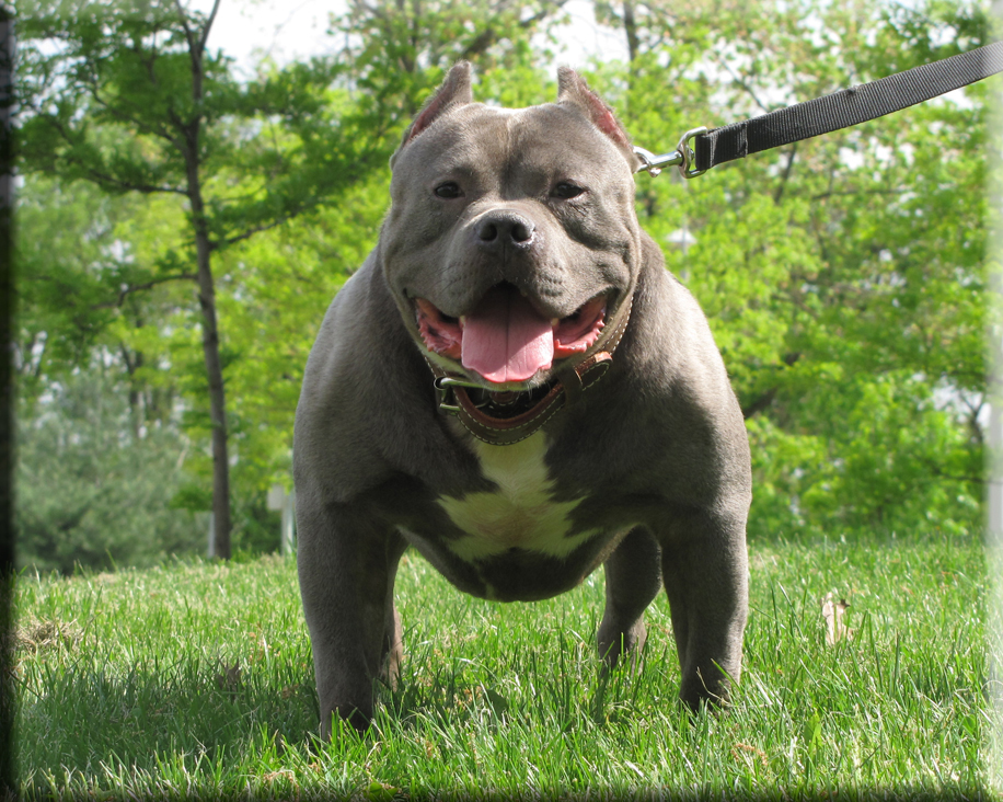 Blue Pitbull Dog