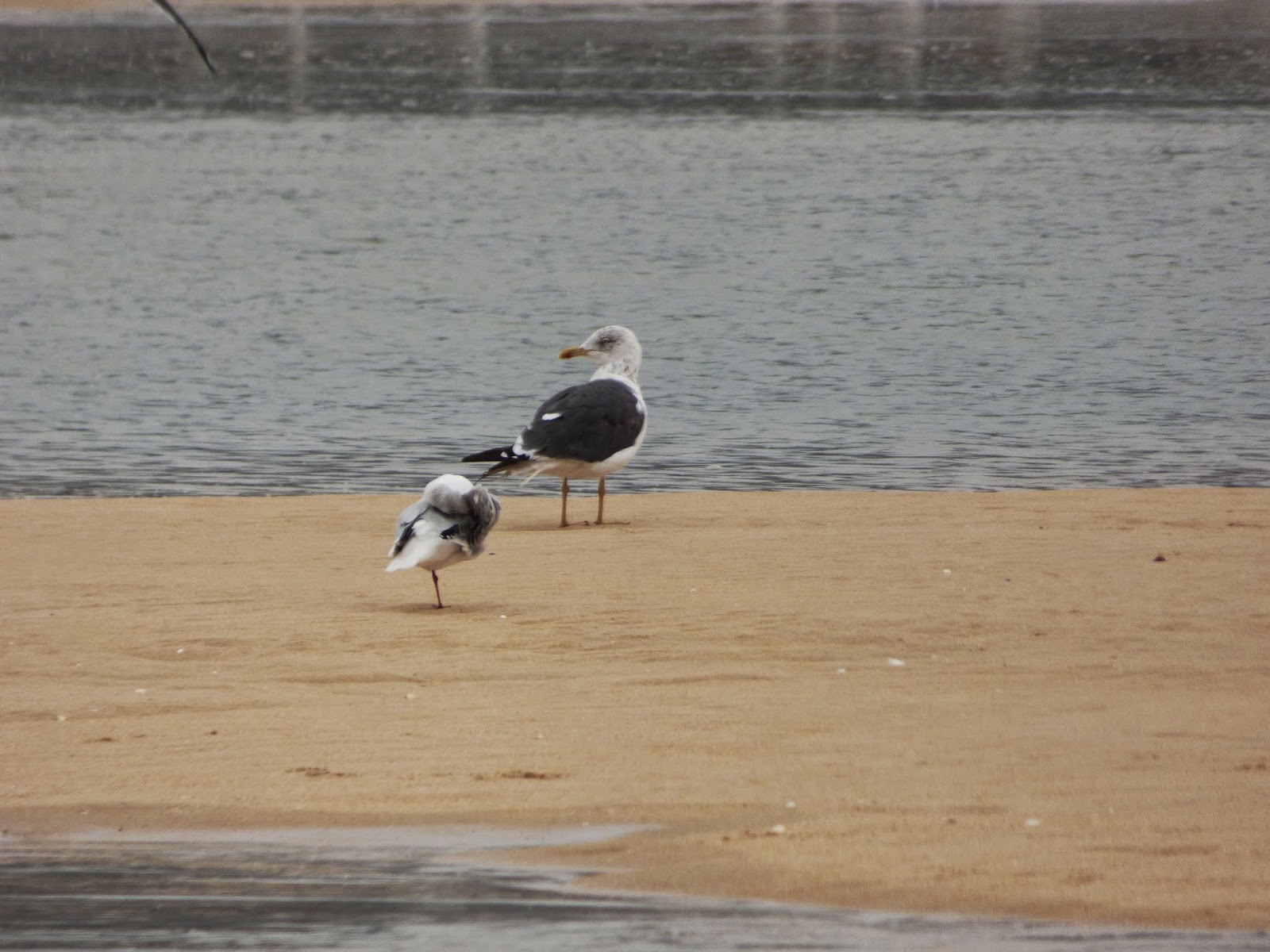 gaviotas