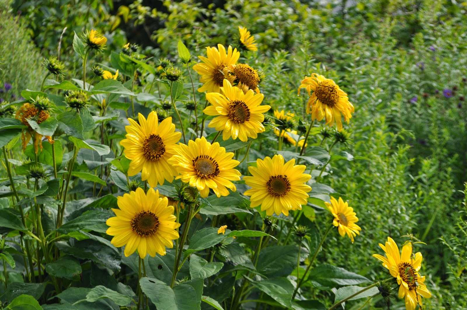 Staudengarten Gross Potrems Sonnenblumen