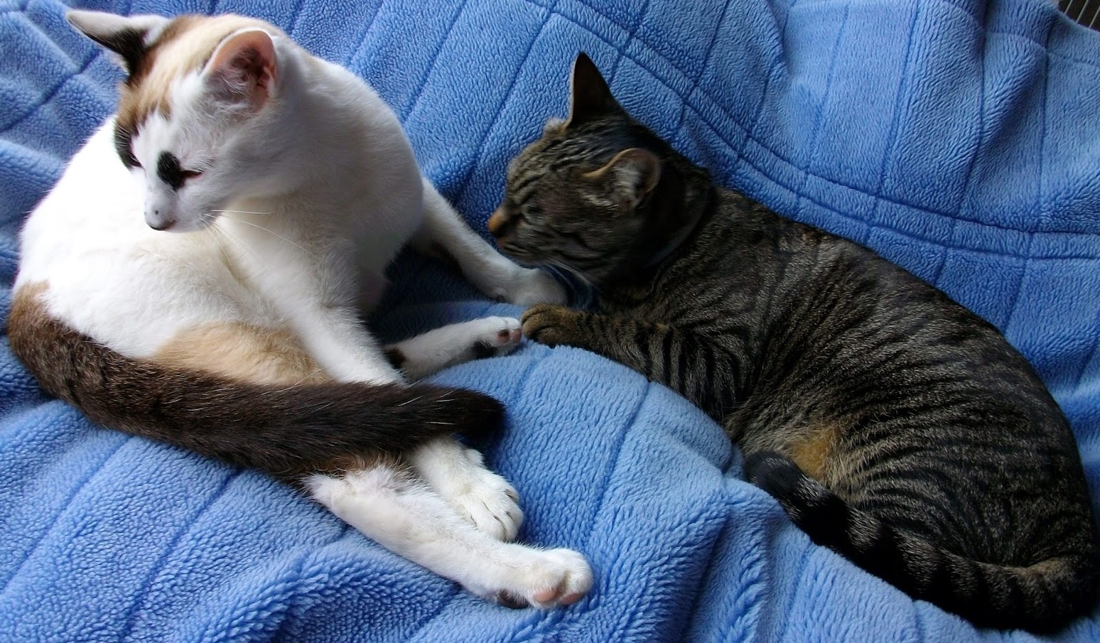 散歩する猫 9月 15