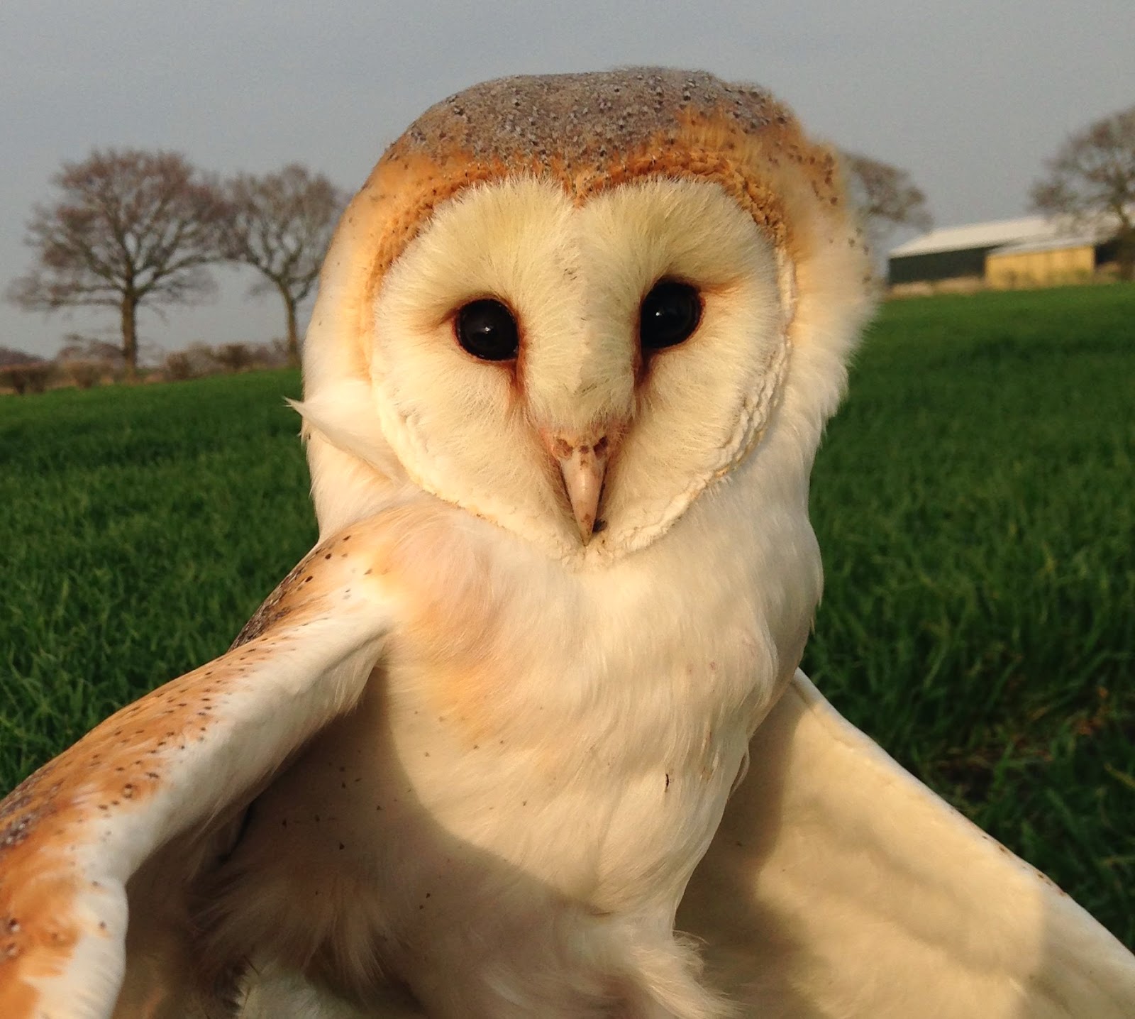 Mid Cheshire Barn Owls First Breeding Barn Owl Of The Year