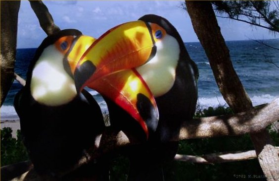 COMPLETE GUIDE TO THE TOUCAN BIRD FACTS HABITAT AMAZING visual data 7