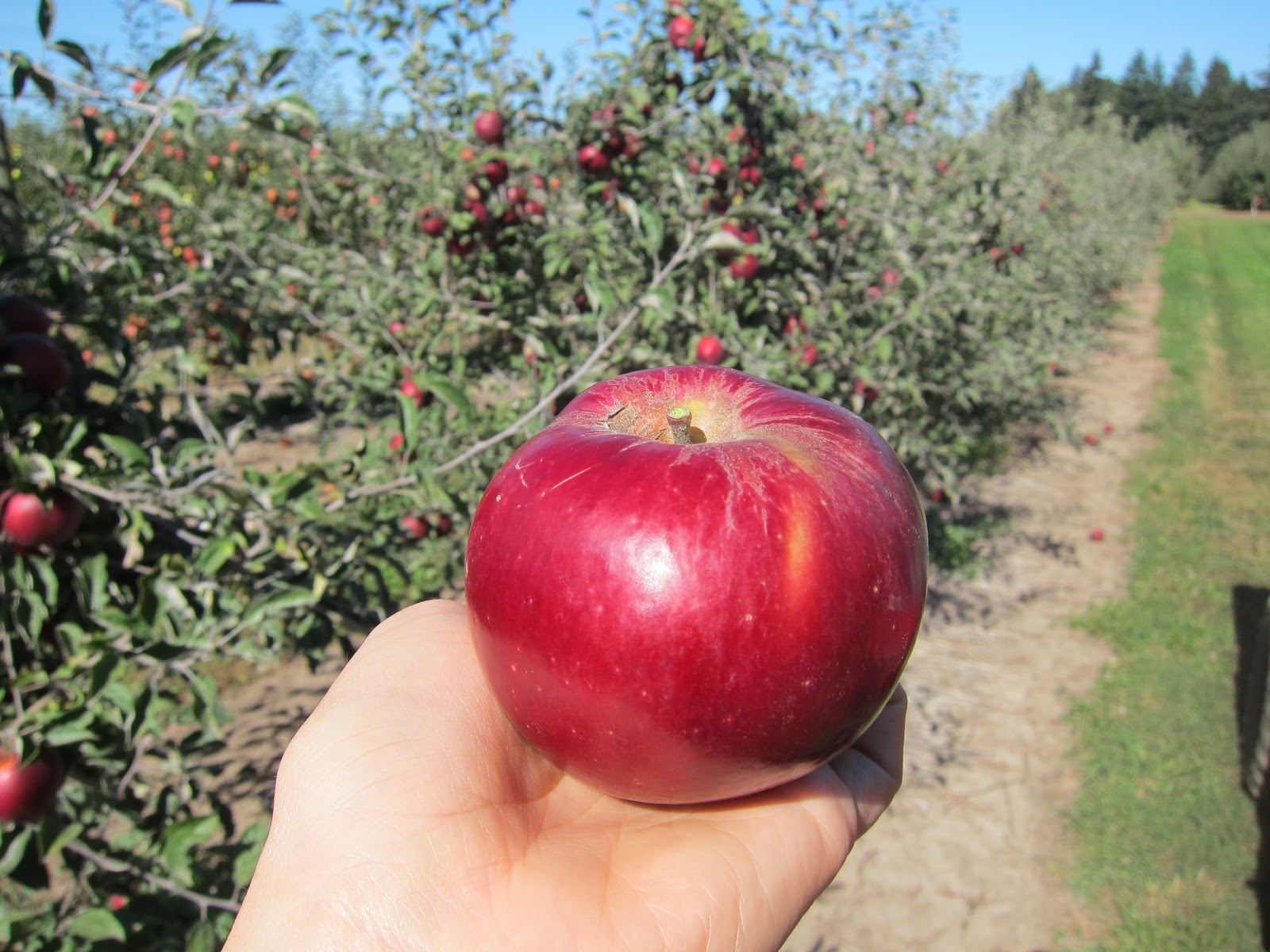 Beilke Family Farm Oregon Apples UPick from the Farm Jonagold, Red