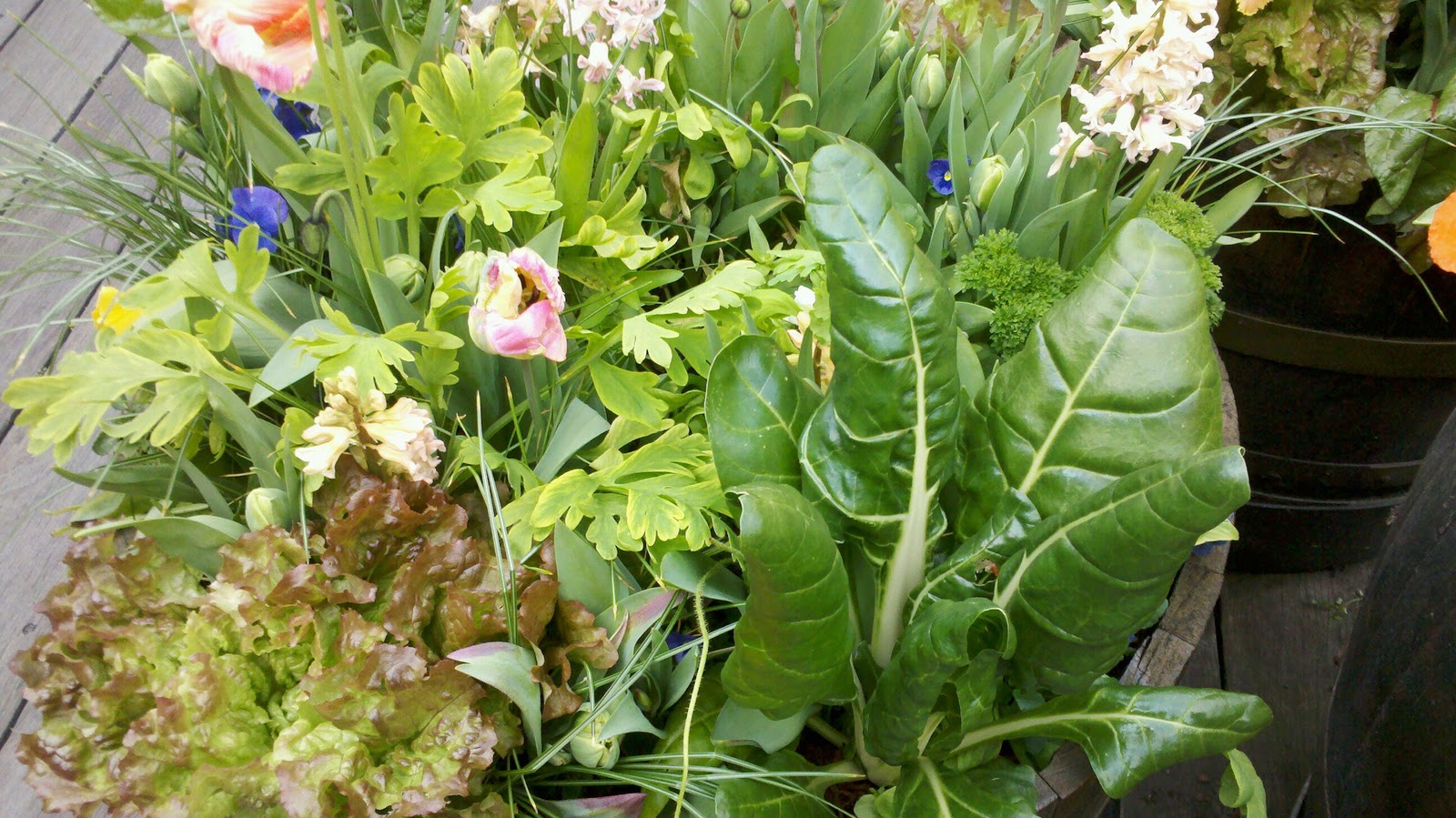 Tulips And Daffodils Together