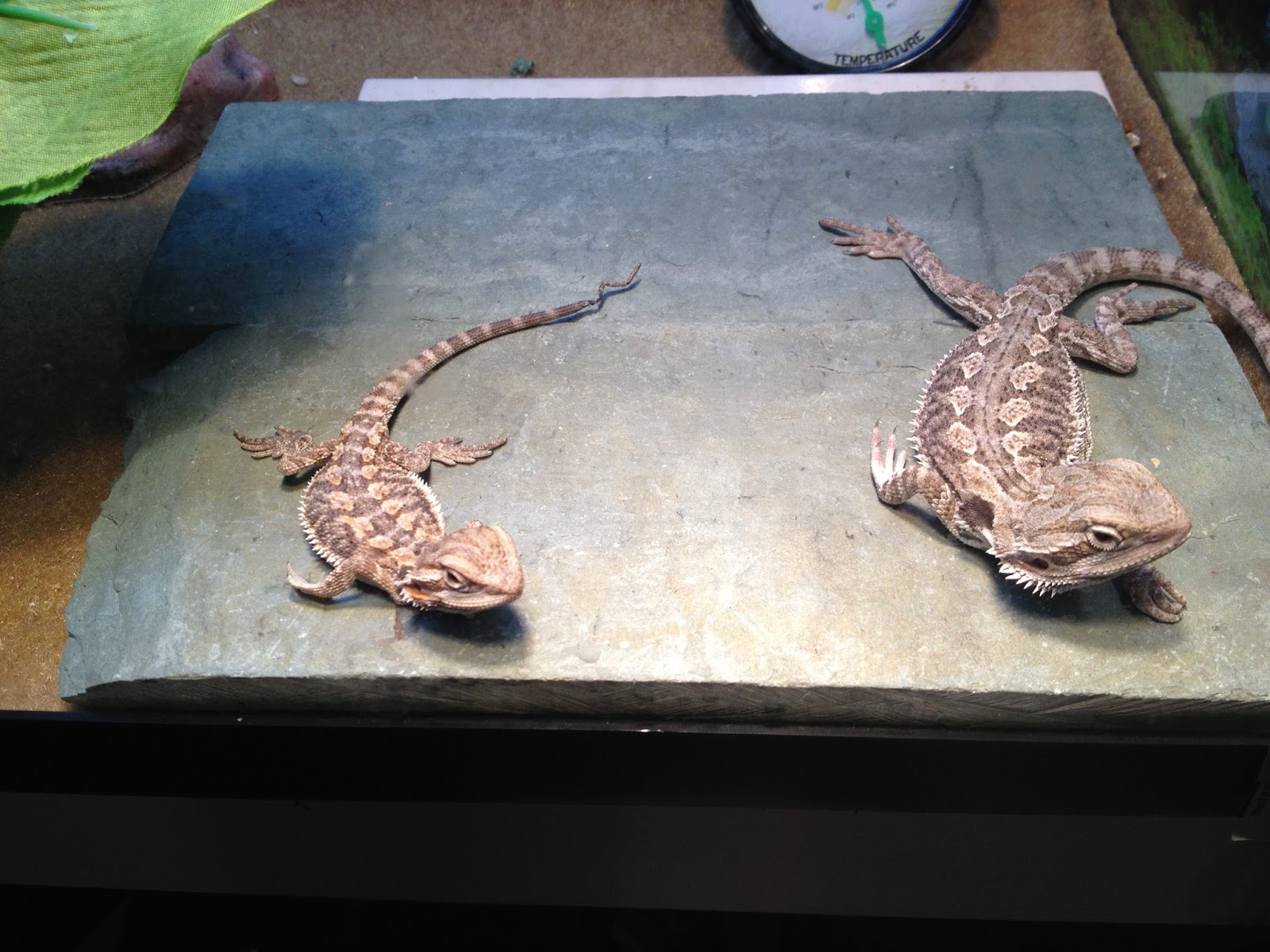 [insert image of a Bearded Dragon Basking Log with the keyword]
