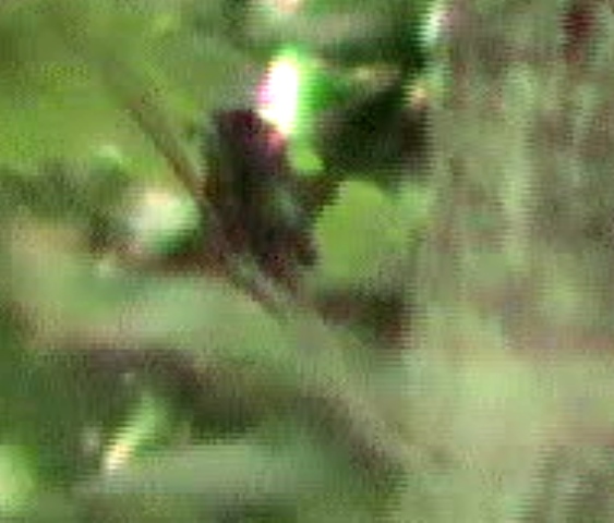 Last of the Dogmen 1995 - Rotten Tomatoes