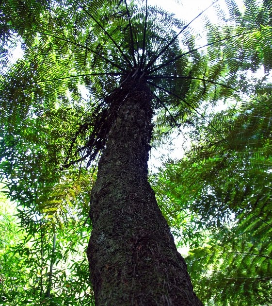 Agricultural Online New Zealand’s national flower Cyathea