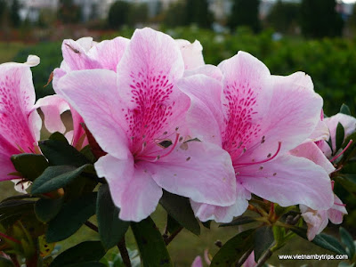 Dalat city - On the way to Thien vien truc lam