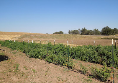 This Year's Heirloom Tomatoes Growing at Jack Creek Farms, © B. Radisavljevic