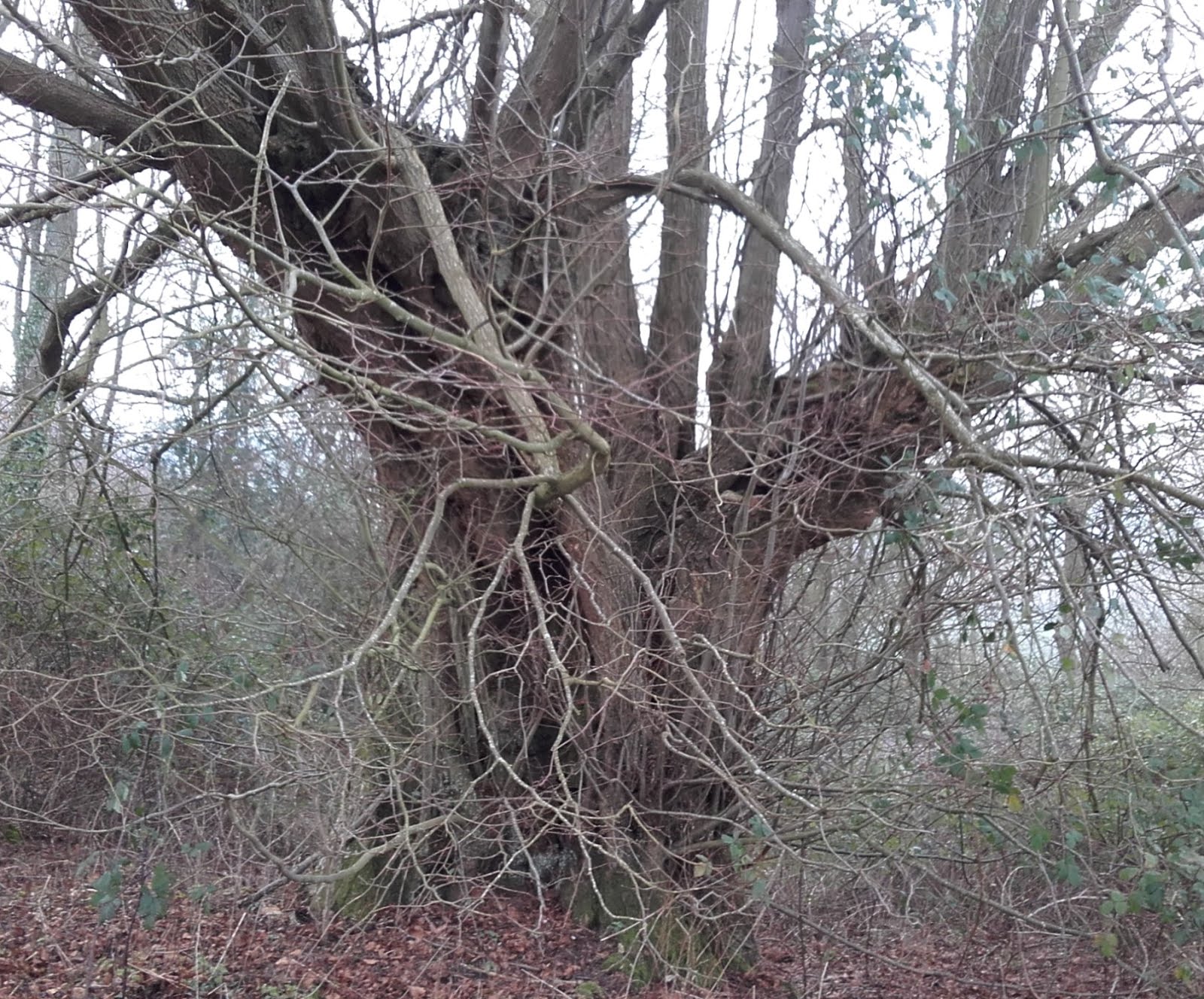 pollarded lime in quarry