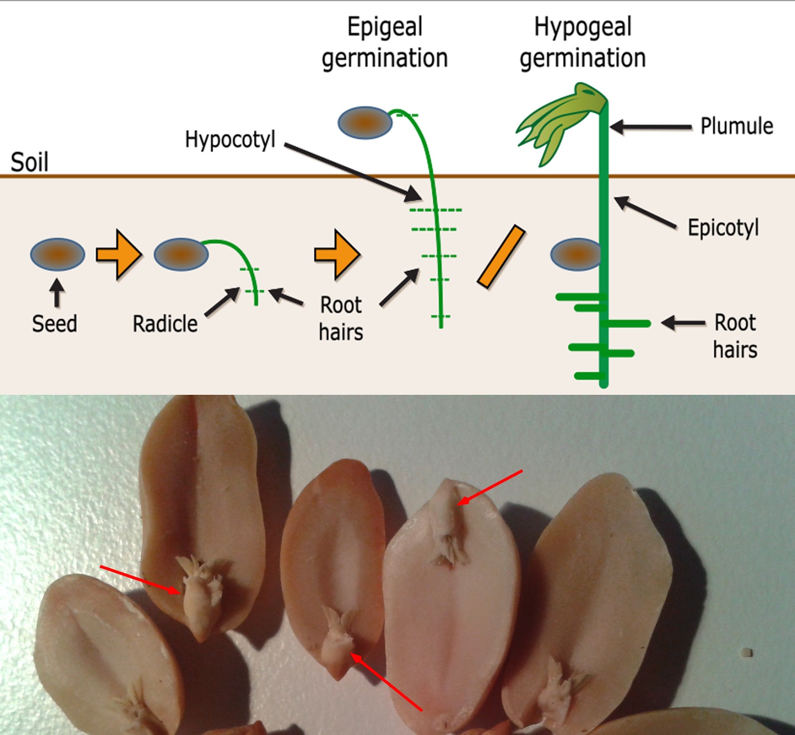 As Many Exceptions As Rules August 2014