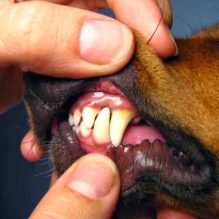 Lợi và lưỡi của chó không bị thiếu máu ( màu đỏ tươi ).