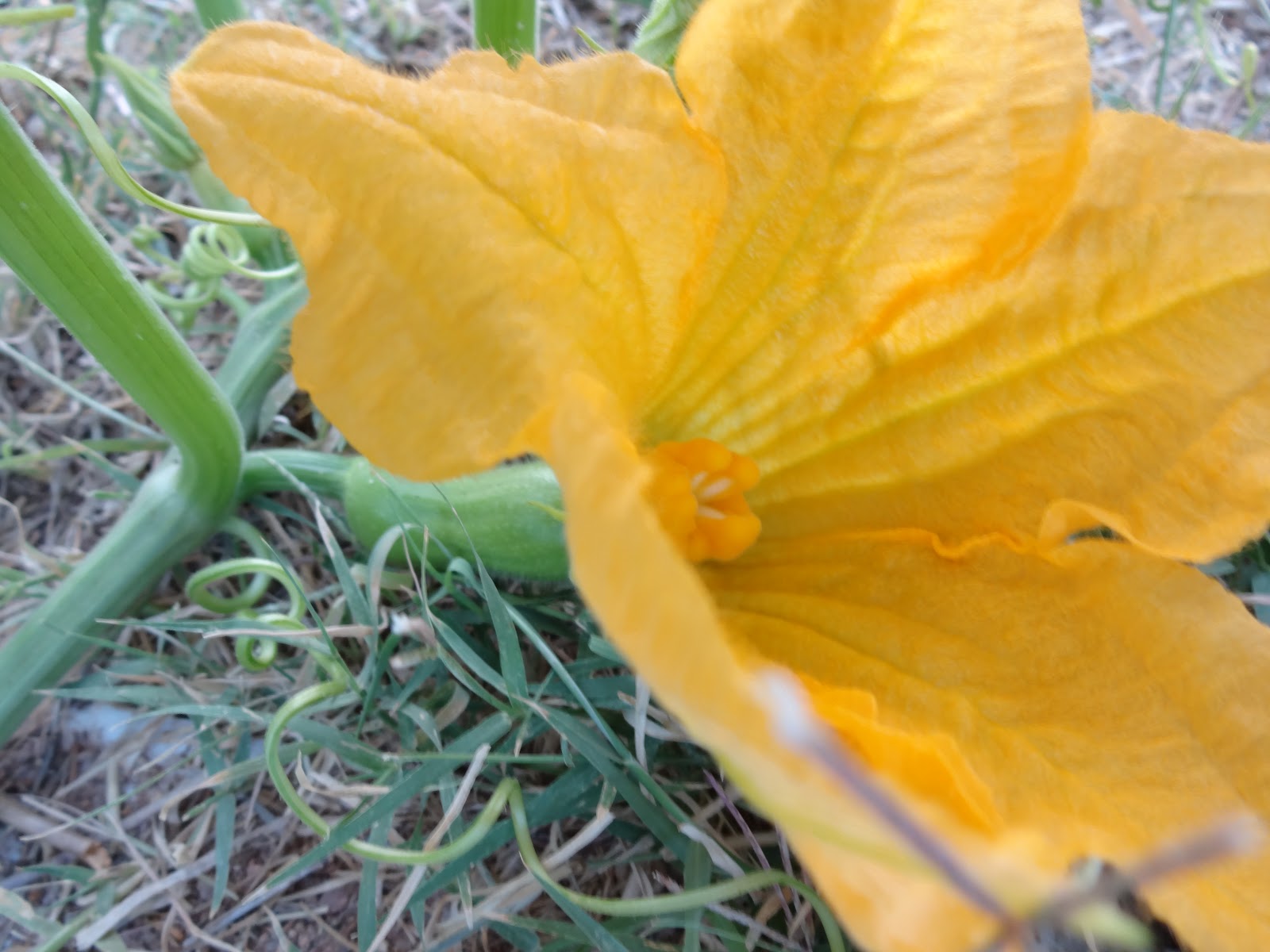 The Scientific Gardener Hand Pollinating Squash
